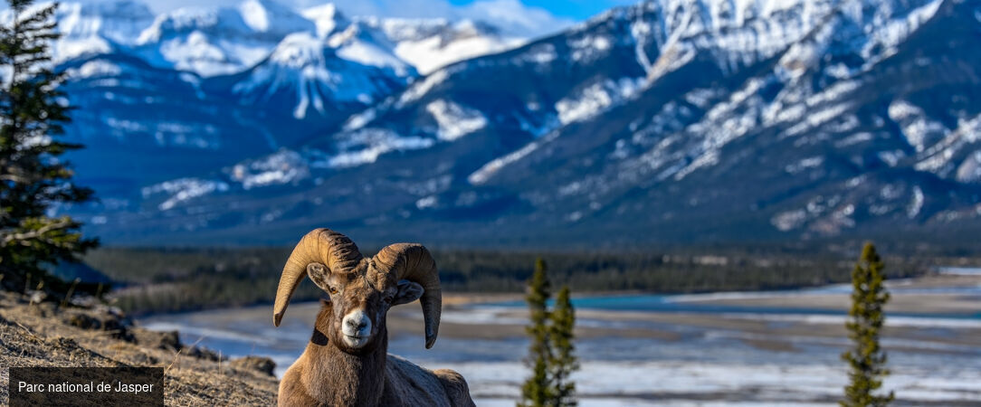 Un hiver dans les Rocheuses - Combiné de 8 jours au cœur des Rocheuses canadiennes, entre Banff et Jasper, pour une immersion hivernale entre nature grandiose, faune sauvage et villages de montagne. - Canada : Calgary, Banff & Jasper