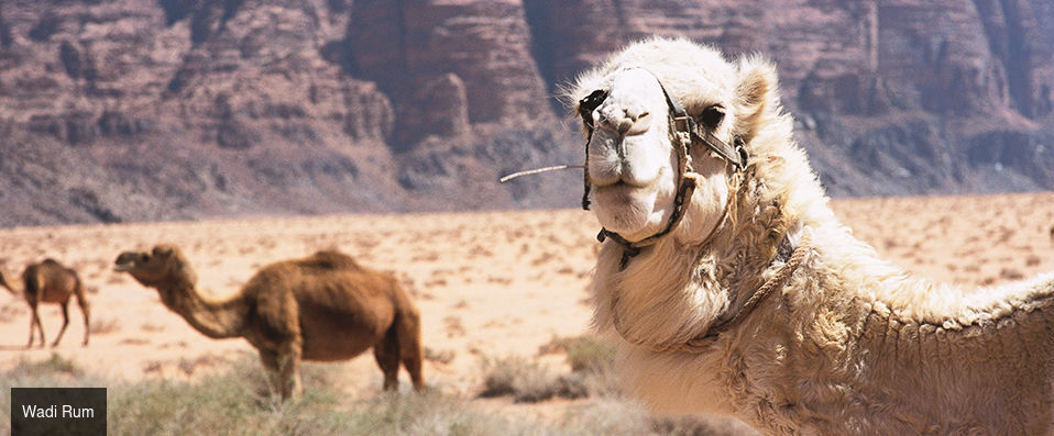 À la découverte de la Jordanie en 4* et 5* - Circuit privatif de 7 ou 8 nuits à la découverte des icônes jordaniennes, des hauts lieux bibliques à Pétra, jusqu’aux étendues grandioses du Wadi Rum. - Jordanie : Amman, Pétra & Wadi Rum
