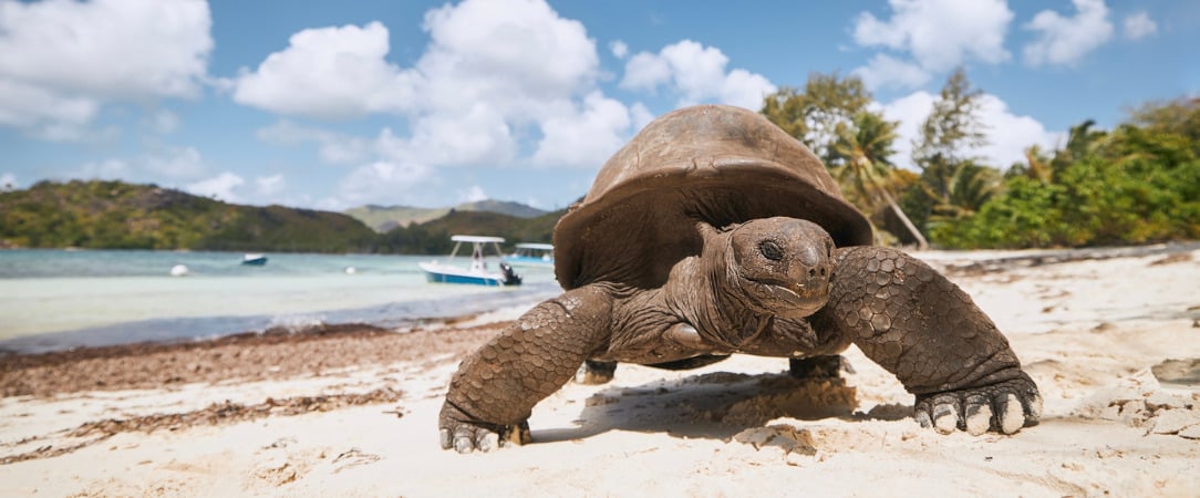 Croisière aux Seychelles : Itinéraire de rêve de Victoria à Mahé - 7 nuits au cœur de l’archipel mythique des Seychelles, entre lagons turquoise, nature préservée et douceur créole. - Seychelles : de Victoria à Mahé