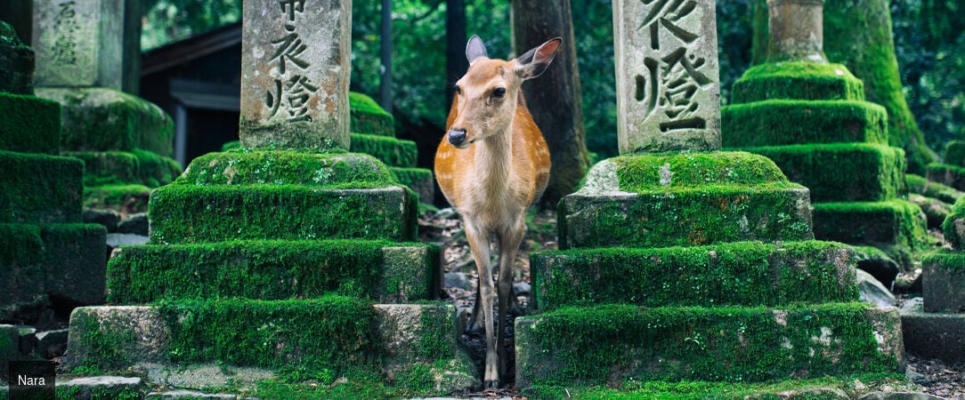 Le Japon sous toutes ses formes -  - Japon
