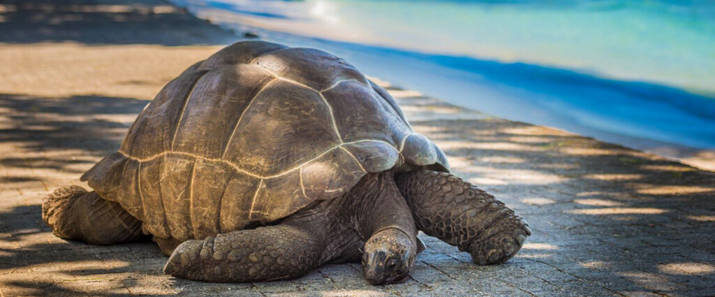 Croisière privée aux Seychelles à bord d'un catamaran haut de gamme - 7 nuits en All Inclusive au cœur de l’archipel mythique des Seychelles, entre lagons turquoise, nature préservée et douceur créole. - Seychelles