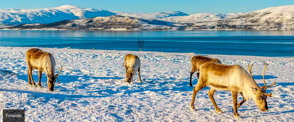 La Laponie, entre chalets & aventures arctiques -  - Finlande : Suomu, Laponie