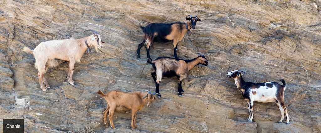La Crète d’Est en Ouest -  - Crète : Héraklion, Agios Nikolaos & La Canée