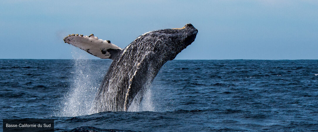 Basse-Californie Sud -  - Basse-Californie du SudMexique