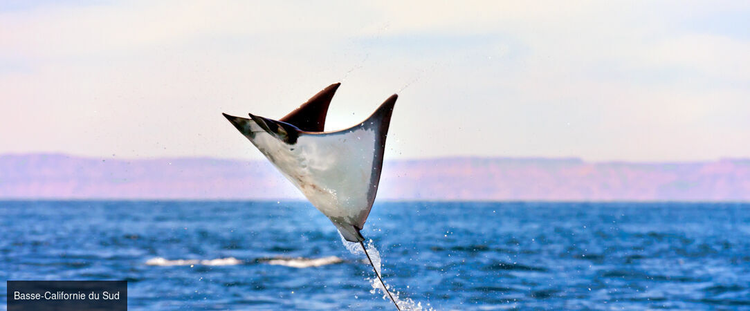 Basse-Californie Sud -  - Basse-Californie du SudMexique