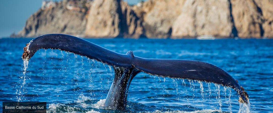 Basse-Californie Sud -  - Basse-Californie du SudMexique