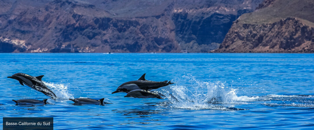 Basse-Californie Sud -  - Basse-Californie du SudMexique