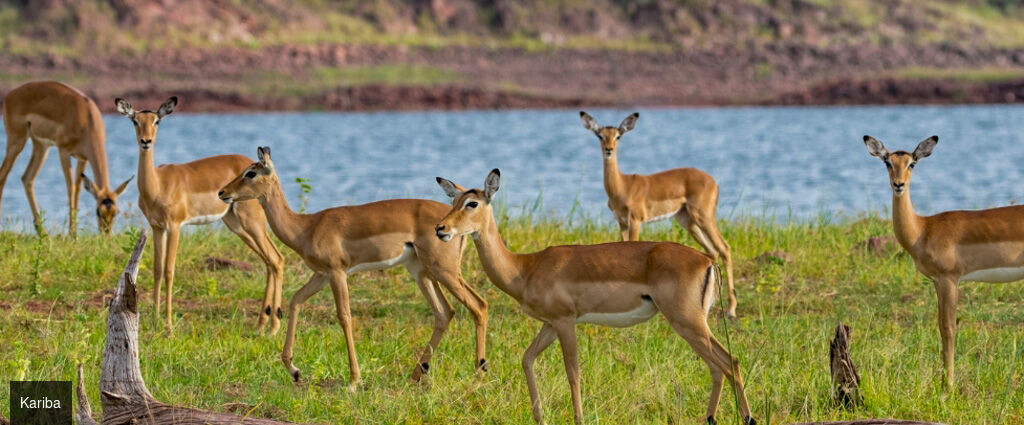 L’Afrique Australe à bord du Zimbabwean Dream -  - Afrique australe – Johannesburg, Parc de Chobé, Lac Kariba, Victoria Falls