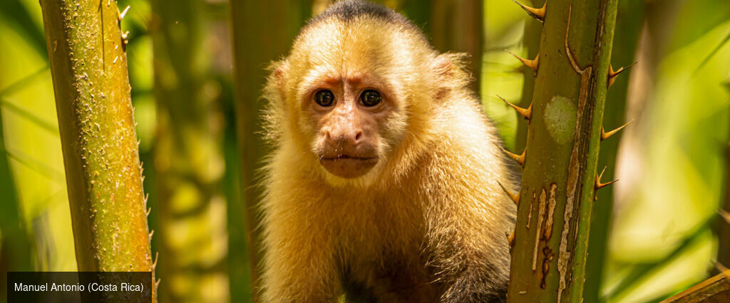 De l’essence tropicale du Costa Rica aux trésors de Bocas del Toro, au Panama - Un circuit de 14 nuits entre le Costa Rica et le Panama, mêlant plages caraïbes, parcs nationaux emblématiques et immersion tropicale, de San José à Manuel Antonio. - Costa Rica & Panama : San José, Bocas del Toro, Manuel Antonio