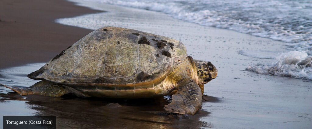 De l’essence tropicale du Costa Rica aux trésors de Bocas del Toro, au Panama -  - Costa Rica & Panama : Tortuguero, Bocas del Toro & Manuel Antonio