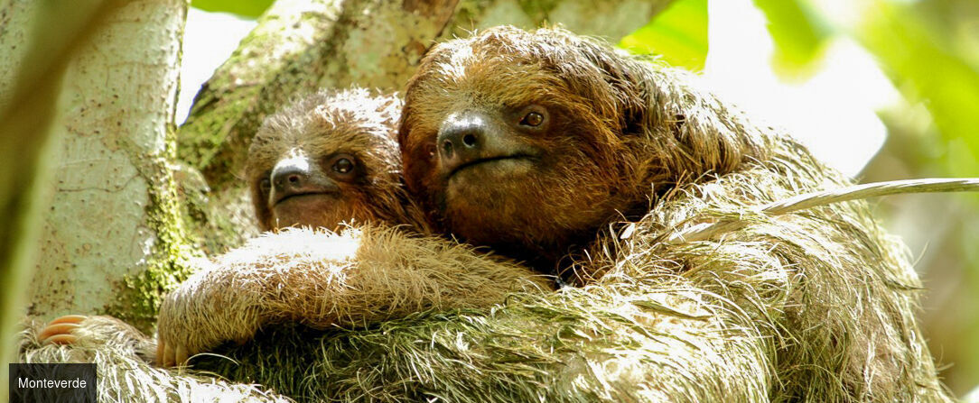 La route Pura Vida, du cœur tropical au Pacifique - Autotour de 7, 9 ou 11 nuits au Costa Rica, entre forêts luxuriantes, canaux tropicaux, volcans majestueux et plages du Pacifique. - Costa Rica : Tortuguero, Arenal & Manuel Antonio