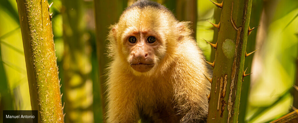 La route Pura Vida, du cœur tropical au Pacifique - Autotour de 7, 9 ou 11 nuits au Costa Rica, entre forêts luxuriantes, canaux tropicaux, volcans majestueux et plages du Pacifique. - Costa Rica : Tortuguero, Arenal & Manuel Antonio