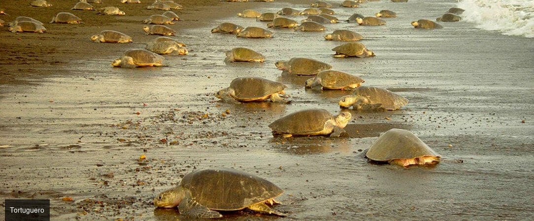 La route Pura Vida, du cœur tropical au Pacifique - Autotour de 7, 9 ou 11 nuits au Costa Rica, entre forêts luxuriantes, canaux tropicaux, volcans majestueux et plages du Pacifique. - Costa Rica : Tortuguero, Arenal & Manuel Antonio