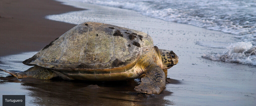 La route Pura Vida, du cœur tropical au Pacifique - Autotour de 7, 9 ou 11 nuits au Costa Rica, entre forêts luxuriantes, canaux tropicaux, volcans majestueux et plages du Pacifique. - Costa Rica : Tortuguero, Arenal & Manuel Antonio