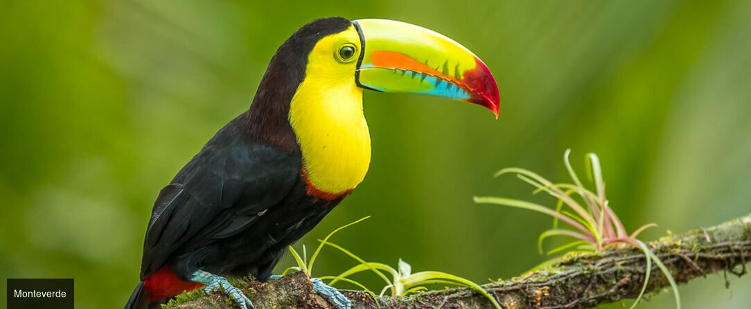 La route Pura Vida, du cœur tropical au Pacifique - Autotour de 7, 9 ou 11 nuits au Costa Rica, entre forêts luxuriantes, canaux tropicaux, volcans majestueux et plages du Pacifique. - Costa Rica : Tortuguero, Arenal & Manuel Antonio