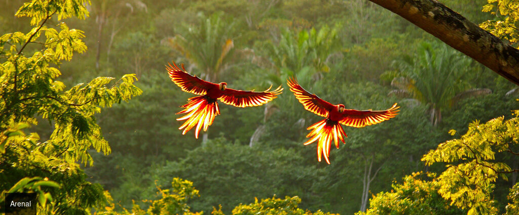 La route Pura Vida, du cœur tropical au Pacifique - Circuit de 7, 9 ou 11 nuits au Costa Rica, entre forêts luxuriantes, canaux tropicaux, volcans majestueux et plages du Pacifique. - Costa Rica : Tortuguero, Arenal & Manuel Antonio