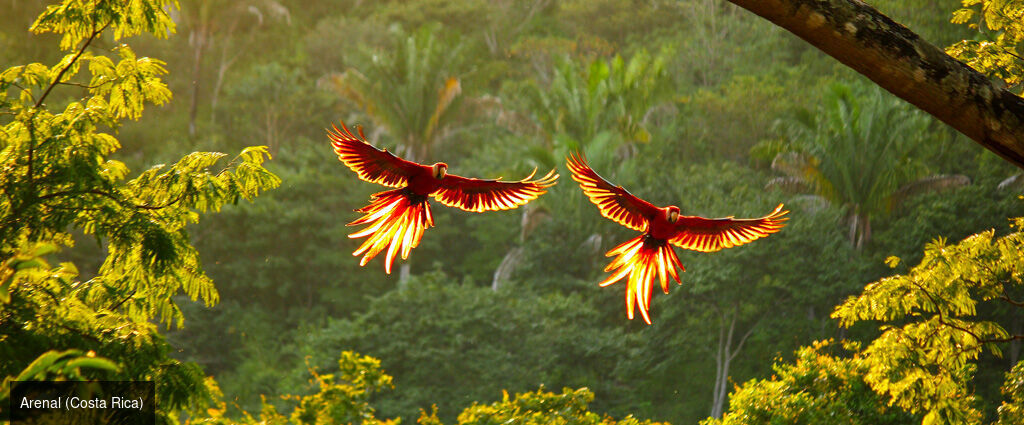 De l’essence tropicale du Costa Rica aux trésors de Bocas del Toro, au Panama - Un circuit de 12 ou 14 nuits entre le Costa Rica et le Panama, mêlant plages caraïbes, parcs nationaux emblématiques et immersion tropicale, de San José à Manuel Antonio. - Costa Rica & Panama : San José, Bocas del Toro, Manuel Antonio