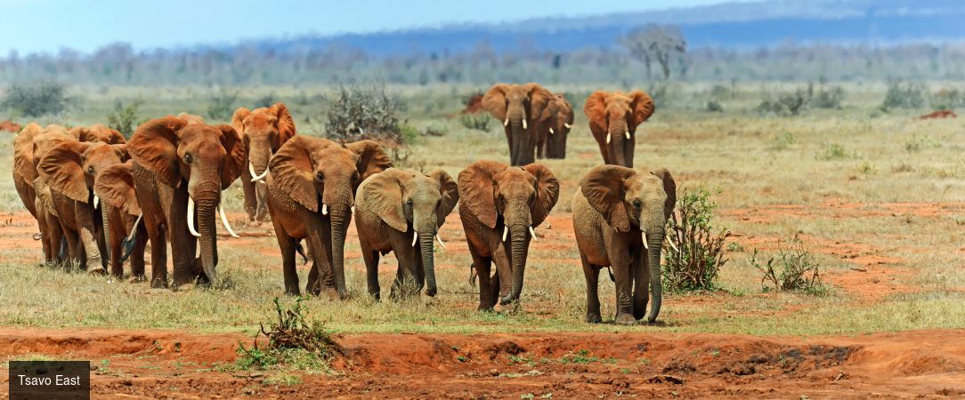 Du Parc national de Tsavo aux plages de Watamu : le Kenya en 2 temps -  - Kenya : Mombasa, Tsavo Est & Watamu