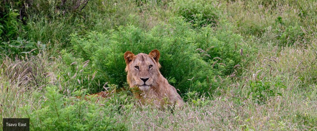 Du Parc national de Tsavo aux plages de Watamu : le Kenya en 2 temps -  - Kenya : Mombasa, Tsavo Est & Watamu