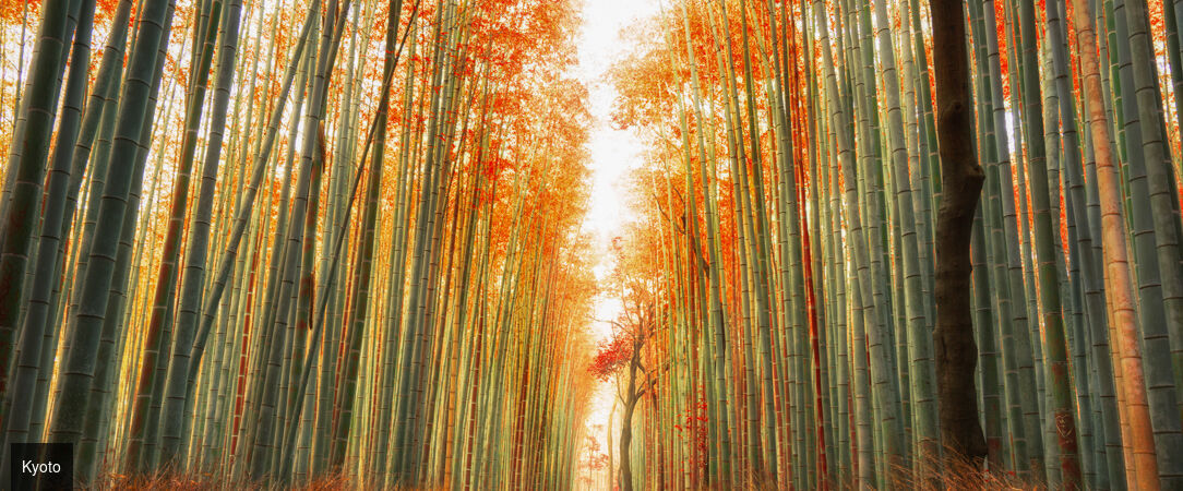 Essences du Japon entre traditions et modernité -  - Japon : Osaka, Kyoto, Tokyo