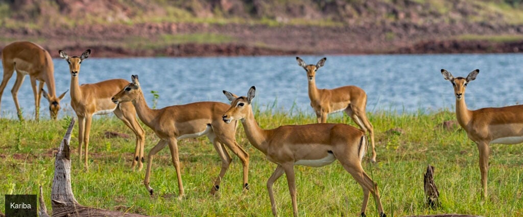 Safari-croisière au fil du Zambèze - Croisière-safari de 8 nuits en Afrique australe ; parcs mythiques de Chobé et de Matusadona, traditions namibiennes et paysages grandioses des chutes Victoria. - Afrique australe