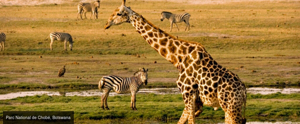 Safari-croisière au fil du Zambèze - Croisière-safari de 8 nuits en Afrique australe ; parcs mythiques de Chobé et de Matusadona, traditions namibiennes et paysages grandioses des chutes Victoria. - Afrique australe