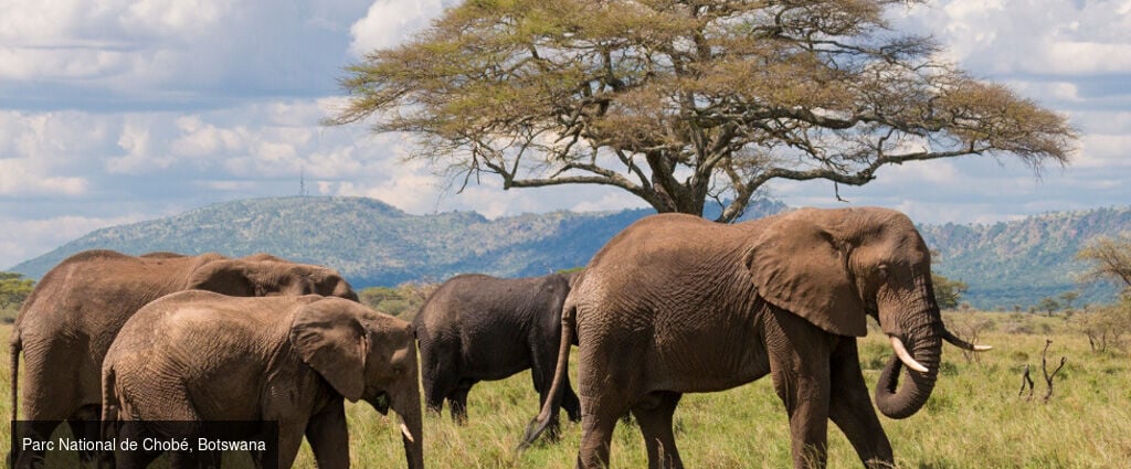 Safari-croisière au fil du Zambèze - Croisière-safari de 8 nuits en Afrique australe ; parcs mythiques de Chobé et de Matusadona, traditions namibiennes et paysages grandioses des chutes Victoria. - Afrique australe