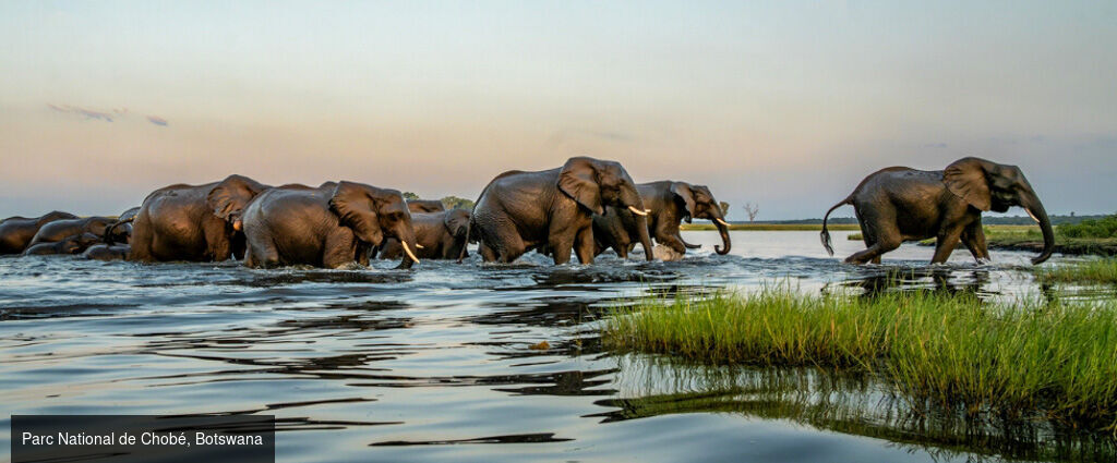 Safari-croisière au fil du Zambèze - Croisière-safari de 8 nuits en Afrique australe ; parcs mythiques de Chobé et de Matusadona, traditions namibiennes et paysages grandioses des chutes Victoria. - Afrique australe