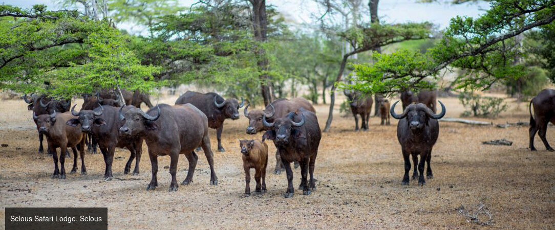 Zanzibar & Selous, lagon et safari -  - Tanzanie : Zanzibar & Réserve de Selous