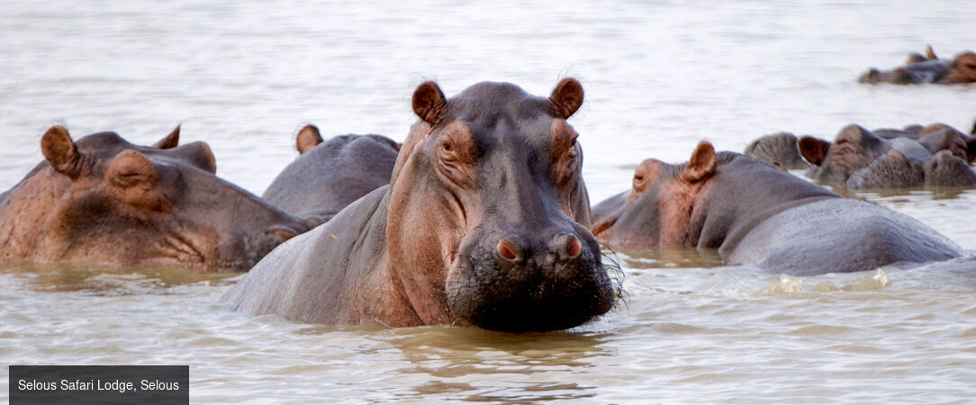 Zanzibar & Selous, lagon et safari -  - Tanzanie : Zanzibar & Réserve de Selous