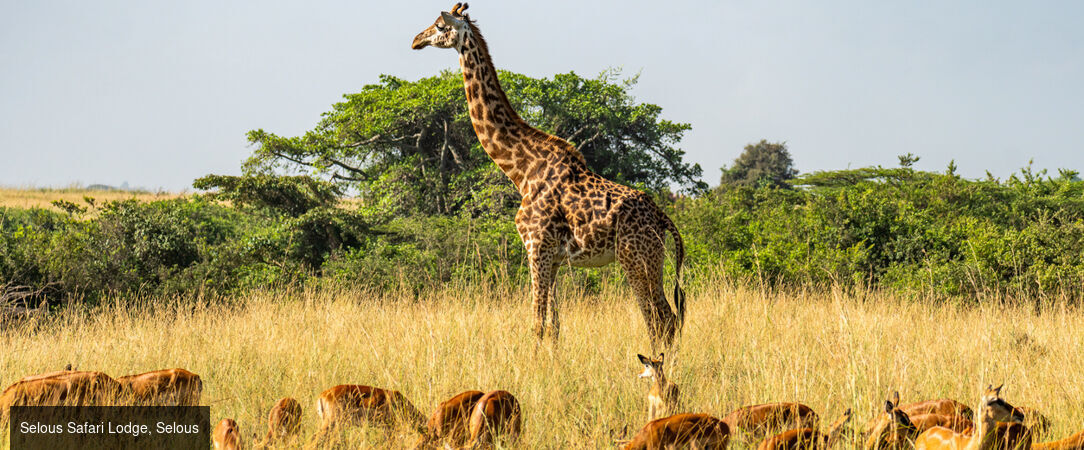 Zanzibar & Selous, lagon et safari -  - Tanzanie : Zanzibar & Réserve de Selous