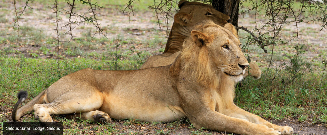 Zanzibar & Selous, lagon et safari -  - Tanzanie : Zanzibar & Réserve de Selous