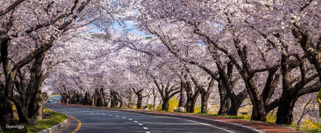 De Séoul à Jeju, la Corée essentielle -  - Corée du Sud : Séoul, Busan & île de Jeju