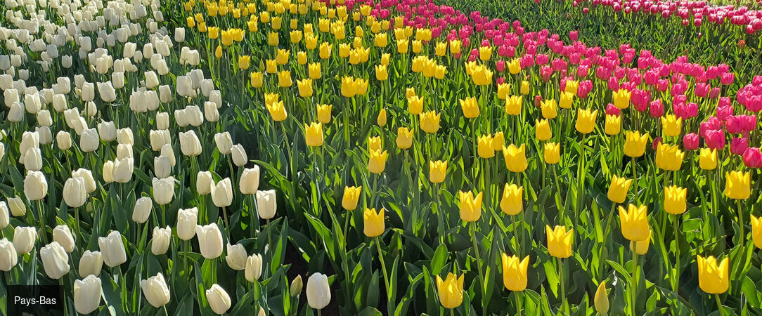 Croisière florale au fil du Rhin - Croisière printanière d’une semaine, d’Amsterdam à Strasbourg, entre jardins d’exception, escales culturelles et conférences exclusives d’Alain Baraton. - Pays-Bas, Allemagne & Alsace