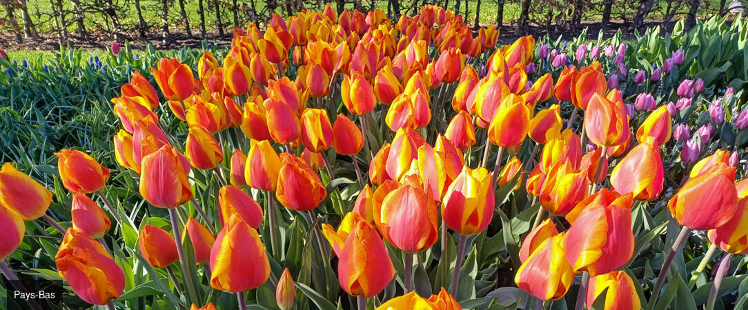 Croisière florale au fil du Rhin - Croisière printanière d’une semaine, d’Amsterdam à Strasbourg, entre jardins d’exception, escales culturelles et conférences exclusives d’Alain Baraton. - Pays-Bas, Allemagne & Alsace