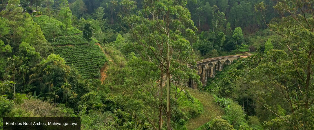 Sri Lanka authentique entre nature et traditions -  - Sri Lanka : Wilpattu, Sigiriya & Kalutara