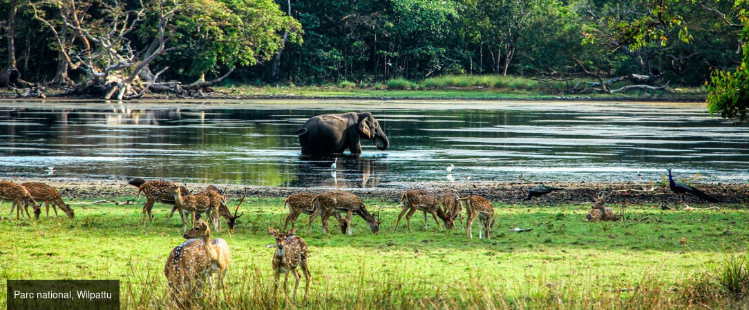 Sri Lanka authentique entre nature et traditions -  - Sri Lanka : Wilpattu, Sigiriya & Kalutara