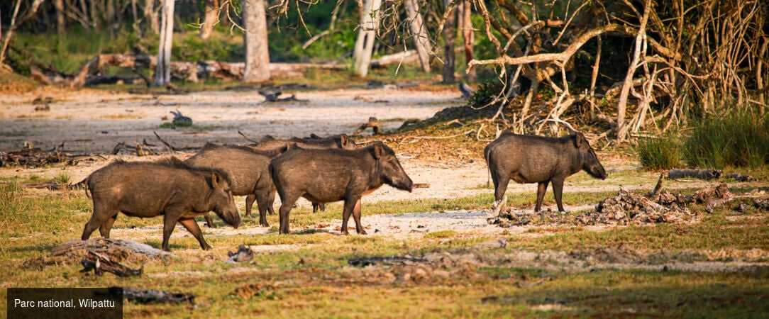 Sri Lanka authentique entre nature et traditions -  - Sri Lanka : Wilpattu, Sigiriya & Kalutara