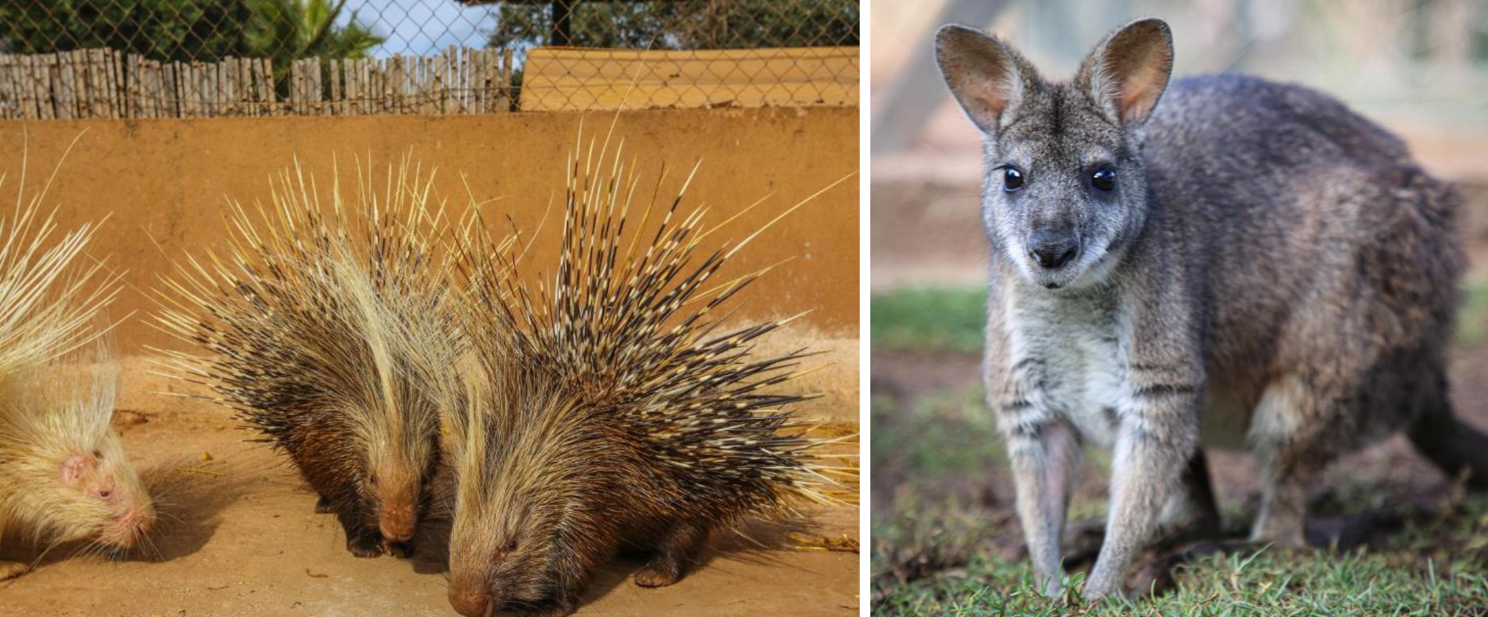 Domaine Villate Limoune By Ôvoyages ★★★★★ - Une adresse unique pour se ressourcer en demi-pension sous le soleil du Maroc. - Agadir, Maroc