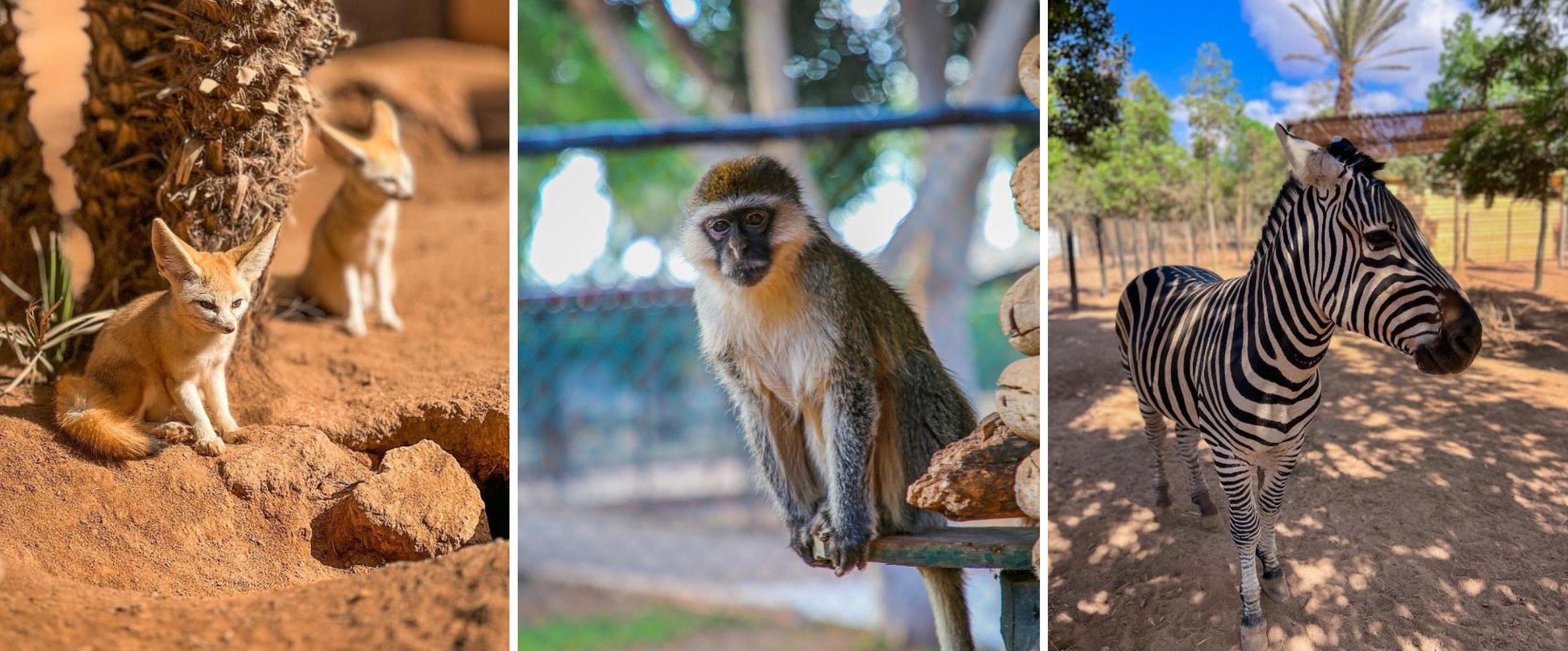 Domaine Villate Limoune By Ôvoyages ★★★★★ - Une adresse unique pour se ressourcer en demi-pension sous le soleil du Maroc. - Agadir, Maroc