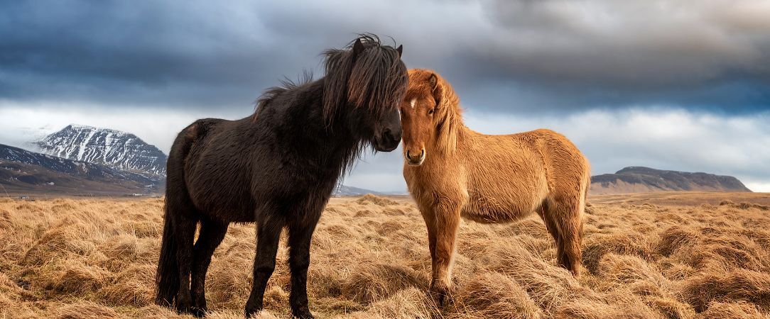 Reykjavik et le Cercle D'Or - Reykjavik pour point d’ancrage, le Cercle d’Or pour horizon : de 4 à 6 nuits au cœur des paysages mythiques d’Islande. - Reykjavik, Islande