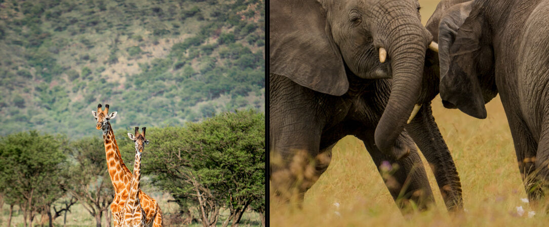 Tanzanie Authentique - Safari privé du Tarangire au Serengeti - Circuit privatif de 7 nuits au cœur des plus grands parcs du nord tanzanien, entre safaris mythiques et paysages grandioses. - Tanzanie