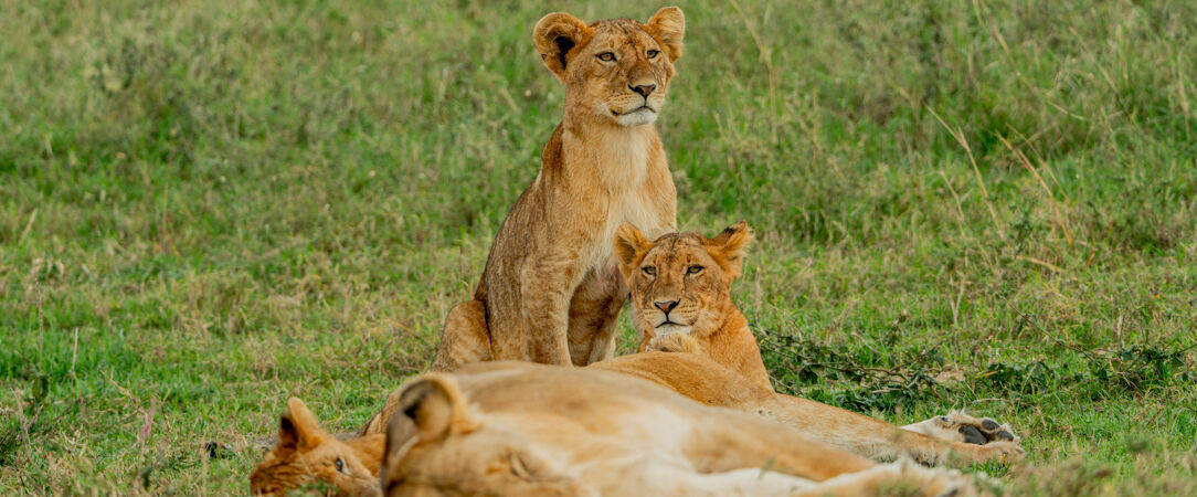 Tanzanie Authentique - Safari privé du Tarangire au Serengeti - Circuit privatif de 7 nuits au cœur des plus grands parcs du nord tanzanien, entre safaris mythiques et paysages grandioses. - Tanzanie