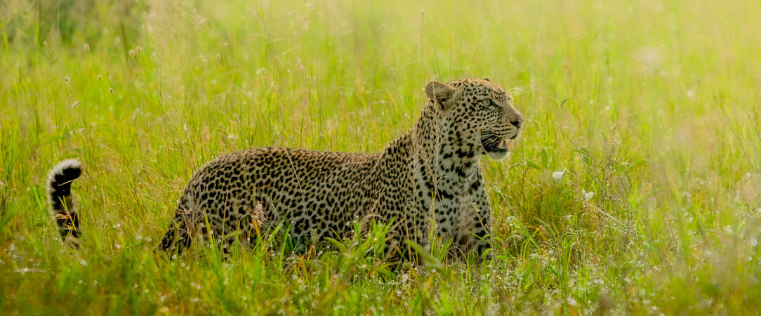 Tanzanie Authentique - Safari privé du Tarangire au Serengeti - Circuit privatif de 7 nuits au cœur des plus grands parcs du nord tanzanien, entre safaris mythiques et paysages grandioses. - Tanzanie