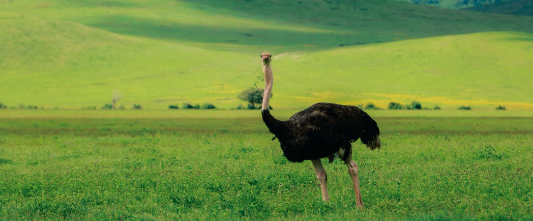 Tanzanie Authentique - Safari privé du Tarangire au Serengeti - Circuit privatif de 7 nuits au cœur des plus grands parcs du nord tanzanien, entre safaris mythiques et paysages grandioses. - Tanzanie