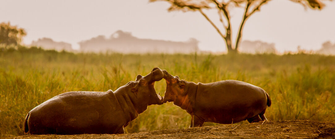 Tanzanie Authentique - Safari privé du Tarangire au Serengeti - Circuit privatif de 7 nuits au cœur des plus grands parcs du nord tanzanien, entre safaris mythiques et paysages grandioses. - Tanzanie
