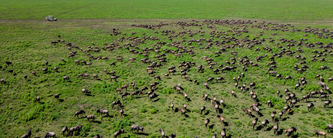 Tanzanie Authentique - Safari privé du Tarangire au Serengeti - Circuit privatif de 7 nuits au cœur des plus grands parcs du nord tanzanien, entre safaris mythiques et paysages grandioses. - Tanzanie