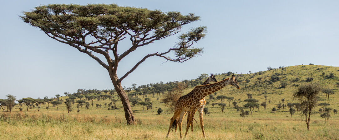 Tanzanie Authentique - Safari privé du Tarangire au Serengeti - Circuit privatif de 7 nuits au cœur des plus grands parcs du nord tanzanien, entre safaris mythiques et paysages grandioses. - Tanzanie