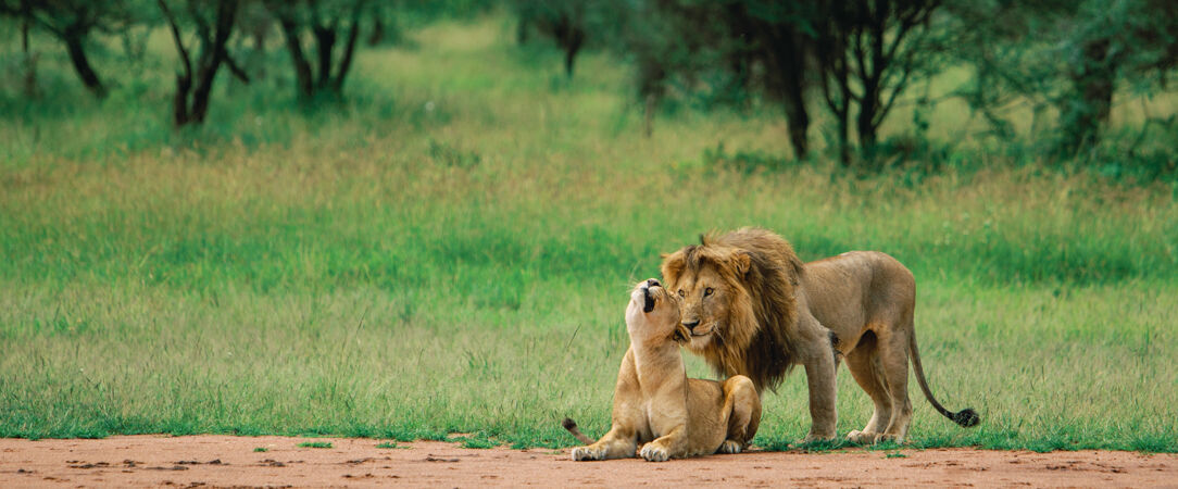Tanzanie Authentique - Safari privé du Tarangire au Serengeti -  - Tanzanie Authentique - Safari privé du Tarangire au Serengeti
