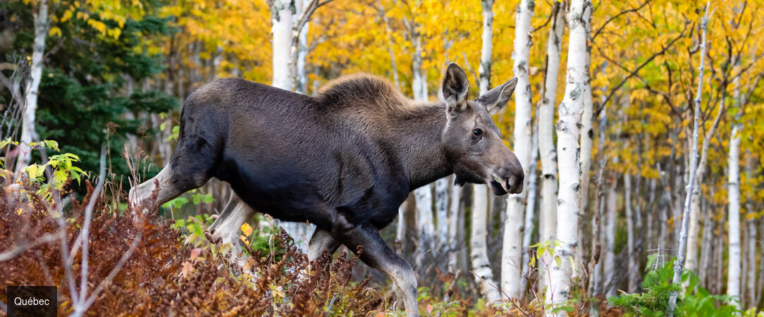 De l’Ontario au Québec en 13 nuits -  - Canada : Ontario & Québec